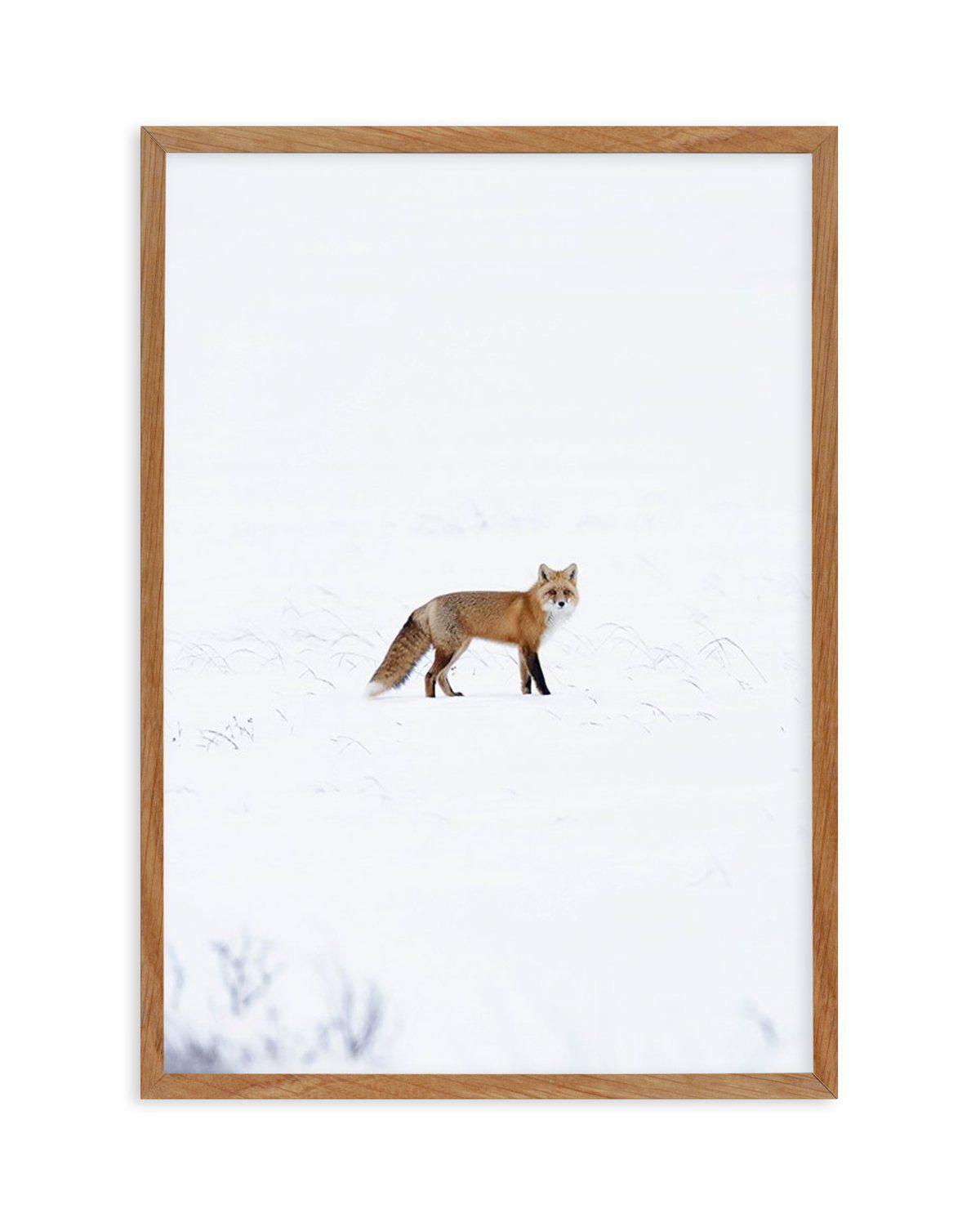 Arctic Fox | PT Art Print-PRINT-Olive et Oriel-Olive et Oriel-50x70 cm | 19.6" x 27.5"-Walnut-With White Border-Buy-Australian-Art-Prints-Online-with-Olive-et-Oriel-Your-Artwork-Specialists-Austrailia-Decorate-With-Coastal-Photo-Wall-Art-Prints-From-Our-Beach-House-Artwork-Collection-Fine-Poster-and-Framed-Artwork