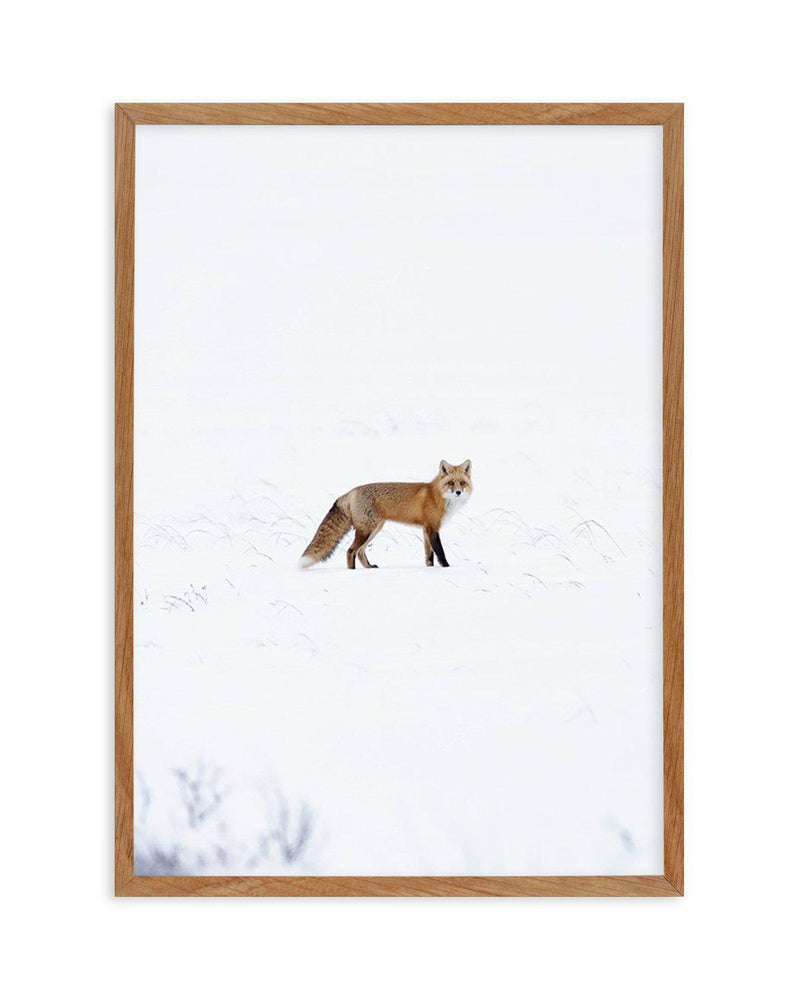 Arctic Fox | PT Art Print-PRINT-Olive et Oriel-Olive et Oriel-50x70 cm | 19.6" x 27.5"-Walnut-With White Border-Buy-Australian-Art-Prints-Online-with-Olive-et-Oriel-Your-Artwork-Specialists-Austrailia-Decorate-With-Coastal-Photo-Wall-Art-Prints-From-Our-Beach-House-Artwork-Collection-Fine-Poster-and-Framed-Artwork