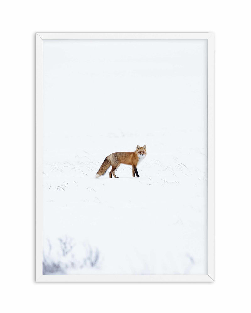 Arctic Fox | PT Art Print-PRINT-Olive et Oriel-Olive et Oriel-A5 | 5.8" x 8.3" | 14.8 x 21cm-White-With White Border-Buy-Australian-Art-Prints-Online-with-Olive-et-Oriel-Your-Artwork-Specialists-Austrailia-Decorate-With-Coastal-Photo-Wall-Art-Prints-From-Our-Beach-House-Artwork-Collection-Fine-Poster-and-Framed-Artwork