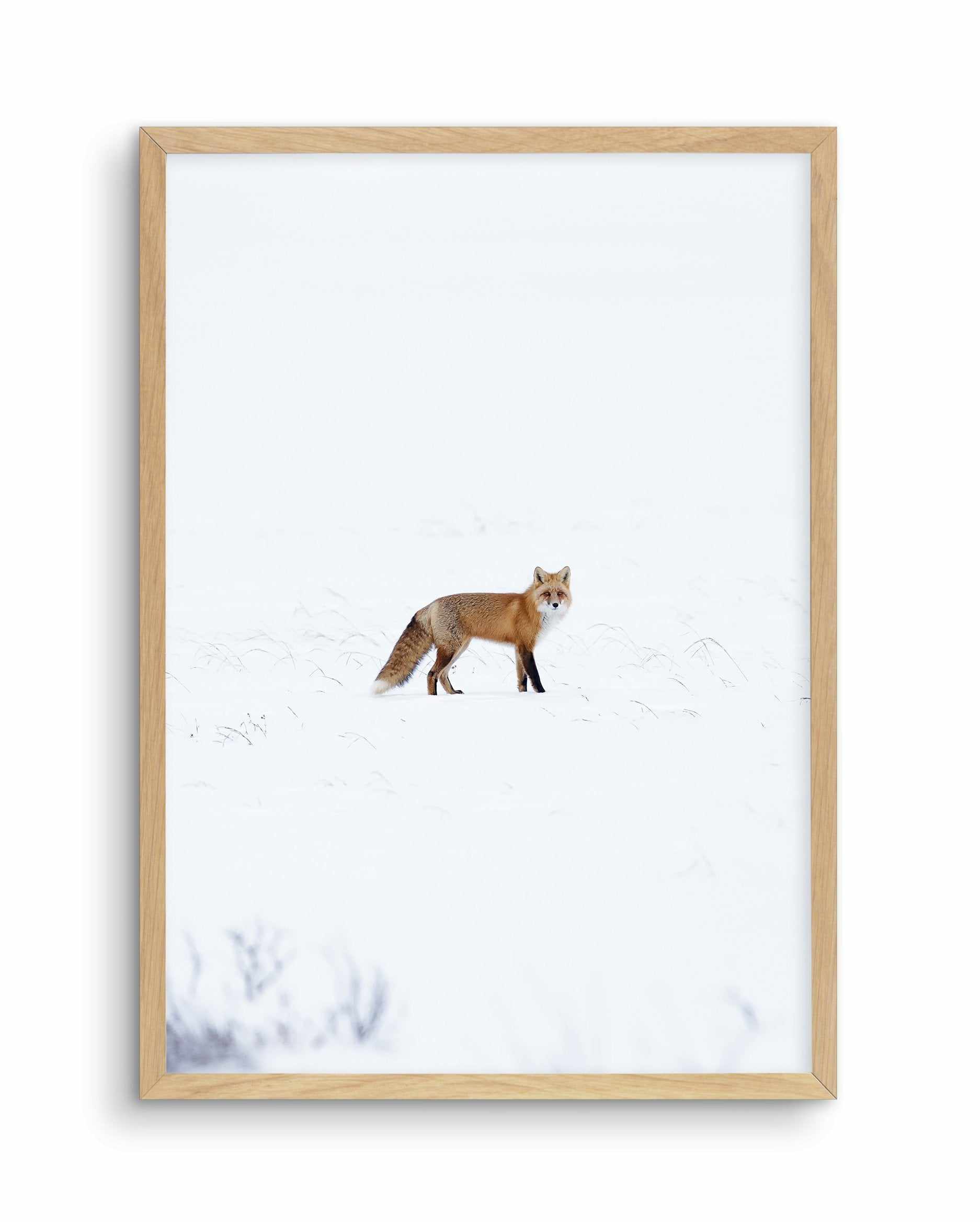 Arctic Fox | PT Art Print-PRINT-Olive et Oriel-Olive et Oriel-A5 | 5.8" x 8.3" | 14.8 x 21cm-Oak-With White Border-Buy-Australian-Art-Prints-Online-with-Olive-et-Oriel-Your-Artwork-Specialists-Austrailia-Decorate-With-Coastal-Photo-Wall-Art-Prints-From-Our-Beach-House-Artwork-Collection-Fine-Poster-and-Framed-Artwork