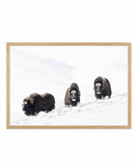 Arctic Ox Art Print-PRINT-Olive et Oriel-Olive et Oriel-A5 | 5.8" x 8.3" | 14.8 x 21cm-Oak-With White Border-Buy-Australian-Art-Prints-Online-with-Olive-et-Oriel-Your-Artwork-Specialists-Austrailia-Decorate-With-Coastal-Photo-Wall-Art-Prints-From-Our-Beach-House-Artwork-Collection-Fine-Poster-and-Framed-Artwork