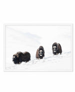 Arctic Ox Art Print-PRINT-Olive et Oriel-Olive et Oriel-A5 | 5.8" x 8.3" | 14.8 x 21cm-White-With White Border-Buy-Australian-Art-Prints-Online-with-Olive-et-Oriel-Your-Artwork-Specialists-Austrailia-Decorate-With-Coastal-Photo-Wall-Art-Prints-From-Our-Beach-House-Artwork-Collection-Fine-Poster-and-Framed-Artwork