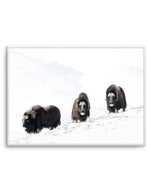 Arctic Ox Art Print-PRINT-Olive et Oriel-Olive et Oriel-A5 | 5.8" x 8.3" | 14.8 x 21cm-Unframed Art Print-With White Border-Buy-Australian-Art-Prints-Online-with-Olive-et-Oriel-Your-Artwork-Specialists-Austrailia-Decorate-With-Coastal-Photo-Wall-Art-Prints-From-Our-Beach-House-Artwork-Collection-Fine-Poster-and-Framed-Artwork