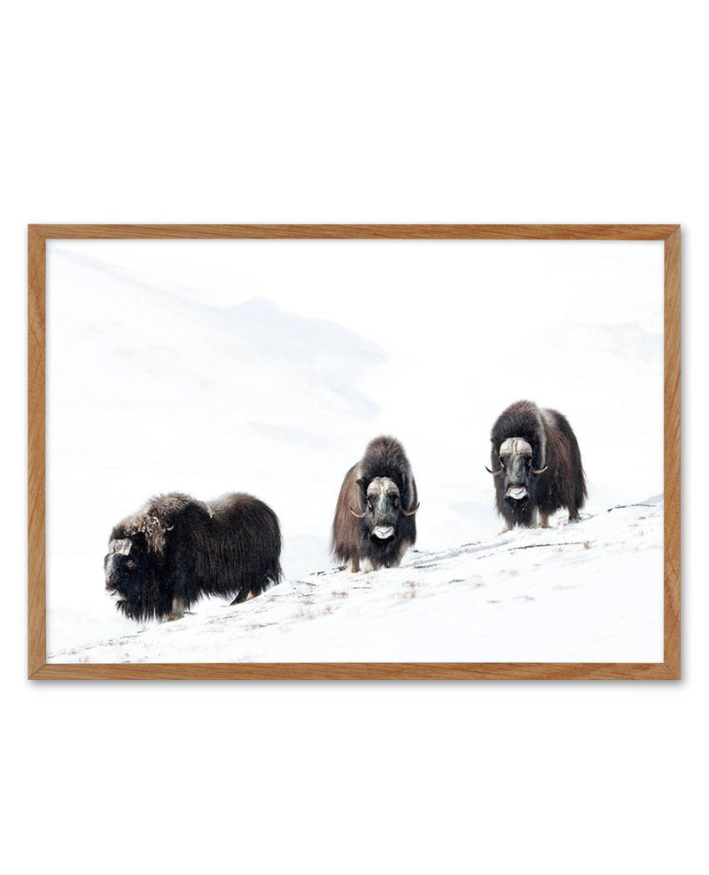Arctic Ox Art Print-PRINT-Olive et Oriel-Olive et Oriel-50x70 cm | 19.6" x 27.5"-Walnut-With White Border-Buy-Australian-Art-Prints-Online-with-Olive-et-Oriel-Your-Artwork-Specialists-Austrailia-Decorate-With-Coastal-Photo-Wall-Art-Prints-From-Our-Beach-House-Artwork-Collection-Fine-Poster-and-Framed-Artwork