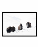 Arctic Ox Art Print-PRINT-Olive et Oriel-Olive et Oriel-A5 | 5.8" x 8.3" | 14.8 x 21cm-Black-With White Border-Buy-Australian-Art-Prints-Online-with-Olive-et-Oriel-Your-Artwork-Specialists-Austrailia-Decorate-With-Coastal-Photo-Wall-Art-Prints-From-Our-Beach-House-Artwork-Collection-Fine-Poster-and-Framed-Artwork