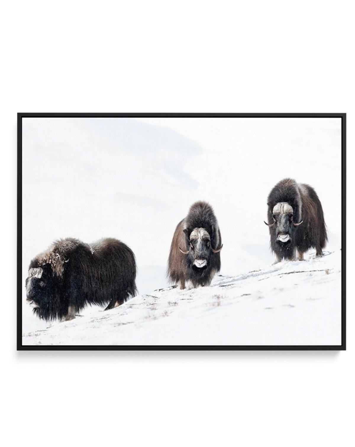 Arctic Ox | Framed Canvas-CANVAS-You can shop wall art online with Olive et Oriel for everything from abstract art to fun kids wall art. Our beautiful modern art prints and canvas art are available from large canvas prints to wall art paintings and our proudly Australian artwork collection offers only the highest quality framed large wall art and canvas art Australia - You can buy fashion photography prints or Hampton print posters and paintings on canvas from Olive et Oriel and have them delive