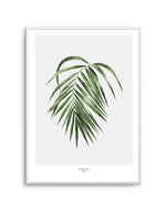 Areca Palm Art Print-PRINT-Olive et Oriel-Olive et Oriel-A5 | 5.8" x 8.3" | 14.8 x 21cm-Unframed Art Print-With White Border-Buy-Australian-Art-Prints-Online-with-Olive-et-Oriel-Your-Artwork-Specialists-Austrailia-Decorate-With-Coastal-Photo-Wall-Art-Prints-From-Our-Beach-House-Artwork-Collection-Fine-Poster-and-Framed-Artwork