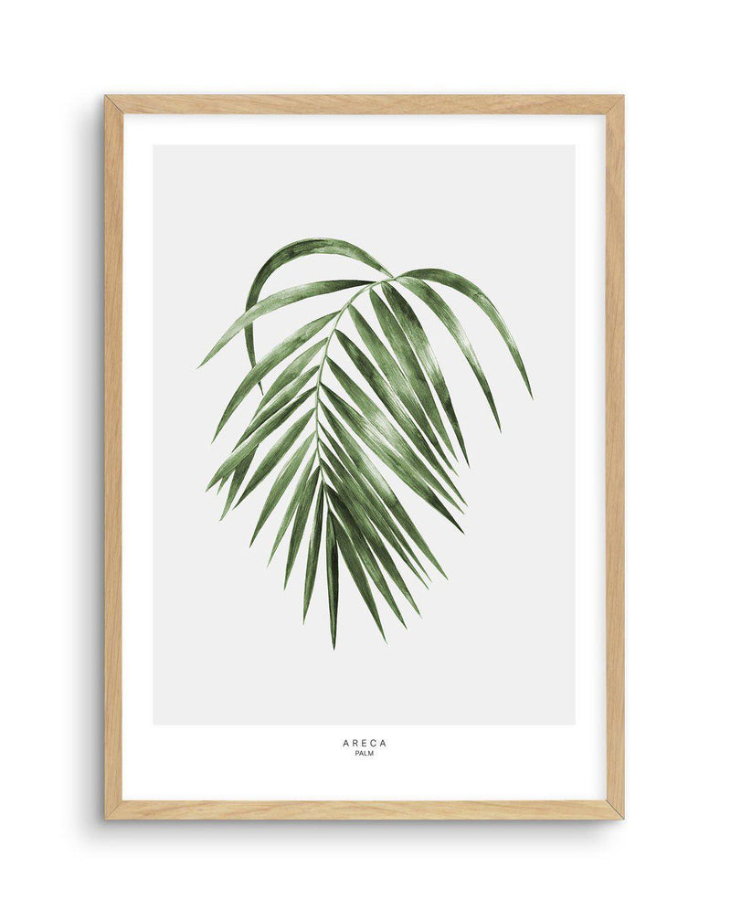 Areca Palm Art Print-PRINT-Olive et Oriel-Olive et Oriel-A5 | 5.8" x 8.3" | 14.8 x 21cm-Oak-With White Border-Buy-Australian-Art-Prints-Online-with-Olive-et-Oriel-Your-Artwork-Specialists-Austrailia-Decorate-With-Coastal-Photo-Wall-Art-Prints-From-Our-Beach-House-Artwork-Collection-Fine-Poster-and-Framed-Artwork