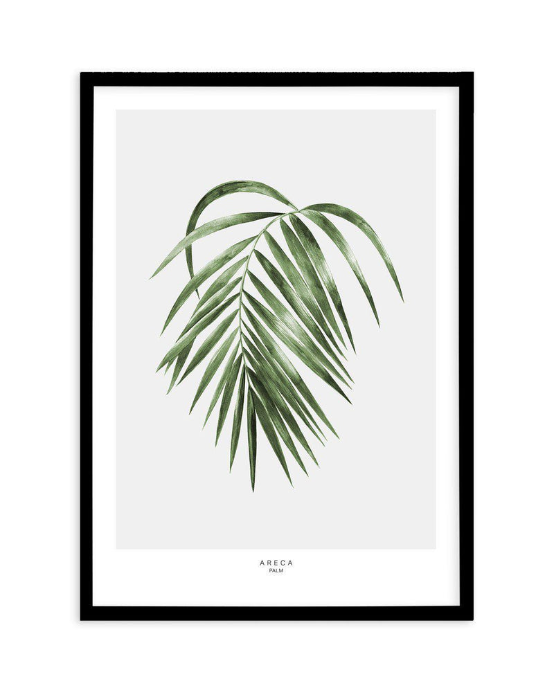 Areca Palm Art Print-PRINT-Olive et Oriel-Olive et Oriel-A5 | 5.8" x 8.3" | 14.8 x 21cm-Black-With White Border-Buy-Australian-Art-Prints-Online-with-Olive-et-Oriel-Your-Artwork-Specialists-Austrailia-Decorate-With-Coastal-Photo-Wall-Art-Prints-From-Our-Beach-House-Artwork-Collection-Fine-Poster-and-Framed-Artwork