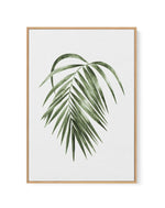 Areca Palm | Framed Canvas-CANVAS-You can shop wall art online with Olive et Oriel for everything from abstract art to fun kids wall art. Our beautiful modern art prints and canvas art are available from large canvas prints to wall art paintings and our proudly Australian artwork collection offers only the highest quality framed large wall art and canvas art Australia - You can buy fashion photography prints or Hampton print posters and paintings on canvas from Olive et Oriel and have them deliv