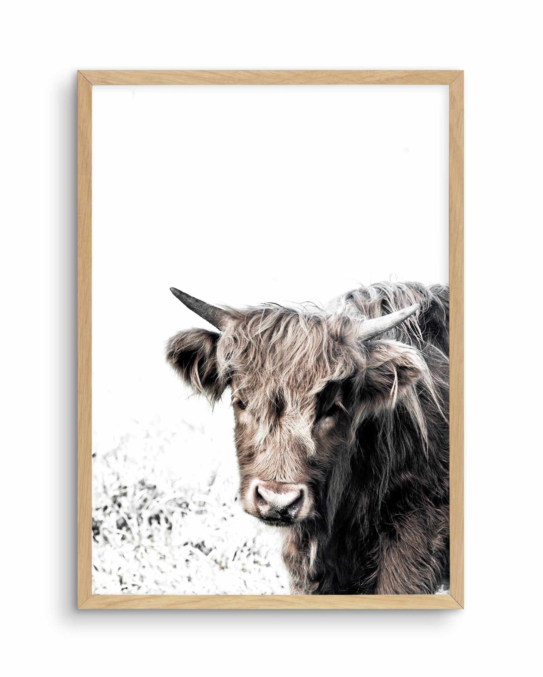 Arthur | Highlander Art Print-PRINT-Olive et Oriel-Olive et Oriel-A5 | 5.8" x 8.3" | 14.8 x 21cm-Oak-With White Border-Buy-Australian-Art-Prints-Online-with-Olive-et-Oriel-Your-Artwork-Specialists-Austrailia-Decorate-With-Coastal-Photo-Wall-Art-Prints-From-Our-Beach-House-Artwork-Collection-Fine-Poster-and-Framed-Artwork