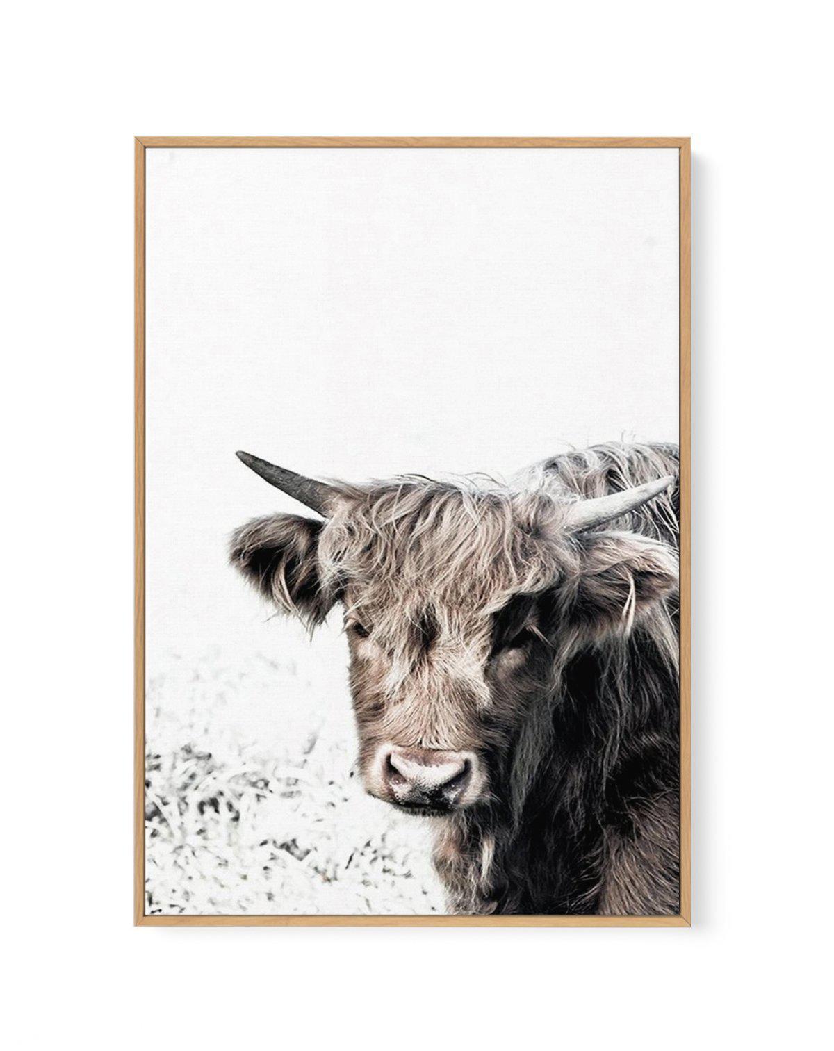 Arthur | Highlander | Framed Canvas-CANVAS-You can shop wall art online with Olive et Oriel for everything from abstract art to fun kids wall art. Our beautiful modern art prints and canvas art are available from large canvas prints to wall art paintings and our proudly Australian artwork collection offers only the highest quality framed large wall art and canvas art Australia - You can buy fashion photography prints or Hampton print posters and paintings on canvas from Olive et Oriel and have t