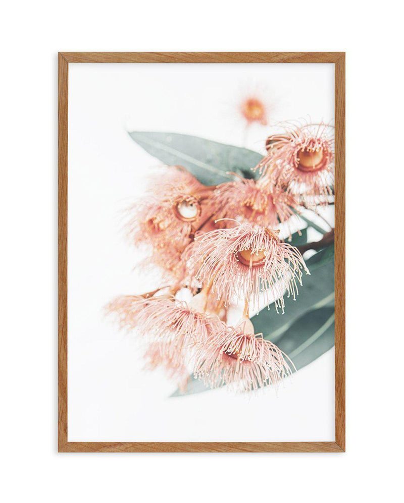 Pink Eucalyptus Art Print-PRINT-Olive et Oriel-Olive et Oriel-50x70 cm | 19.6" x 27.5"-Walnut-With White Border-Buy-Australian-Art-Prints-Online-with-Olive-et-Oriel-Your-Artwork-Specialists-Austrailia-Decorate-With-Coastal-Photo-Wall-Art-Prints-From-Our-Beach-House-Artwork-Collection-Fine-Poster-and-Framed-Artwork