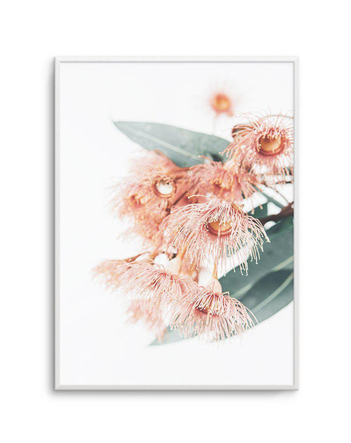 Pink Eucalyptus Art Print-PRINT-Olive et Oriel-Olive et Oriel-A5 | 5.8" x 8.3" | 14.8 x 21cm-Unframed Art Print-With White Border-Buy-Australian-Art-Prints-Online-with-Olive-et-Oriel-Your-Artwork-Specialists-Austrailia-Decorate-With-Coastal-Photo-Wall-Art-Prints-From-Our-Beach-House-Artwork-Collection-Fine-Poster-and-Framed-Artwork