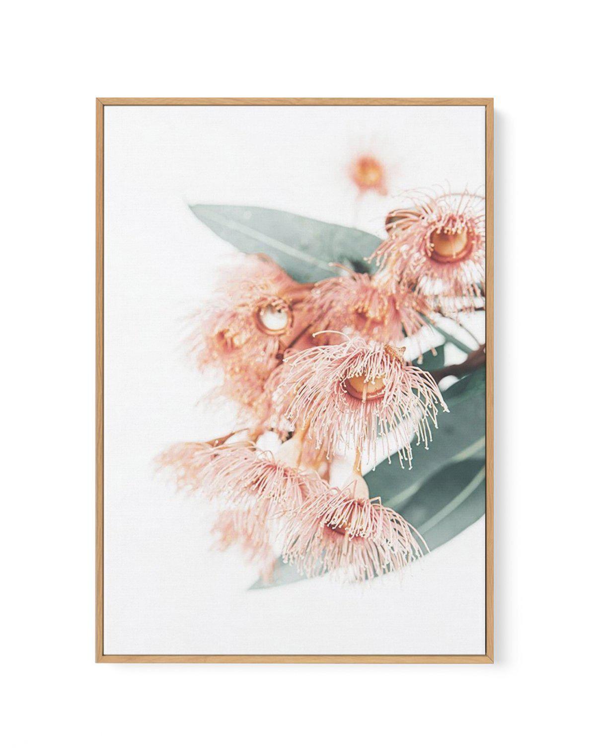 Pink Eucalyptus | Framed Canvas-CANVAS-You can shop wall art online with Olive et Oriel for everything from abstract art to fun kids wall art. Our beautiful modern art prints and canvas art are available from large canvas prints to wall art paintings and our proudly Australian artwork collection offers only the highest quality framed large wall art and canvas art Australia - You can buy fashion photography prints or Hampton print posters and paintings on canvas from Olive et Oriel and have them 