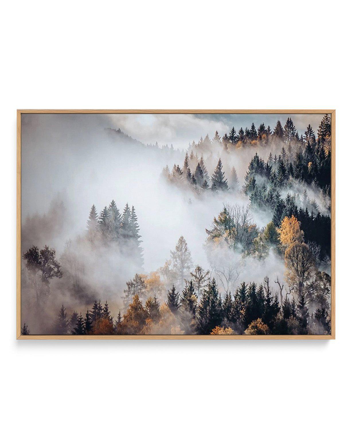 Autumn Forest Mist | Framed Canvas-CANVAS-You can shop wall art online with Olive et Oriel for everything from abstract art to fun kids wall art. Our beautiful modern art prints and canvas art are available from large canvas prints to wall art paintings and our proudly Australian artwork collection offers only the highest quality framed large wall art and canvas art Australia - You can buy fashion photography prints or Hampton print posters and paintings on canvas from Olive et Oriel and have th