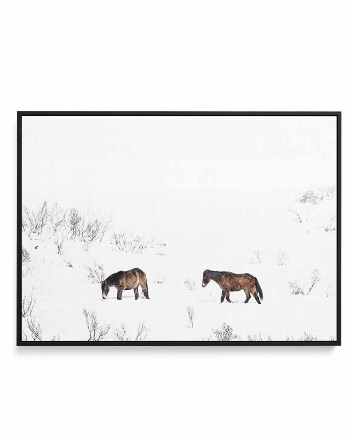 Baby Brumbies | Framed Canvas-CANVAS-You can shop wall art online with Olive et Oriel for everything from abstract art to fun kids wall art. Our beautiful modern art prints and canvas art are available from large canvas prints to wall art paintings and our proudly Australian artwork collection offers only the highest quality framed large wall art and canvas art Australia - You can buy fashion photography prints or Hampton print posters and paintings on canvas from Olive et Oriel and have them de