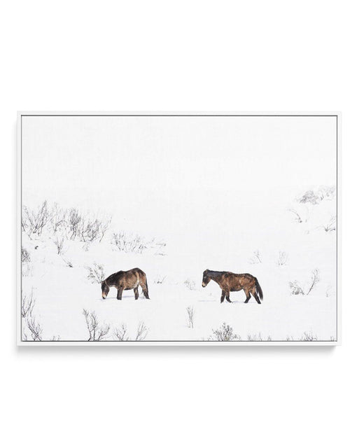 Baby Brumbies | Framed Canvas-CANVAS-You can shop wall art online with Olive et Oriel for everything from abstract art to fun kids wall art. Our beautiful modern art prints and canvas art are available from large canvas prints to wall art paintings and our proudly Australian artwork collection offers only the highest quality framed large wall art and canvas art Australia - You can buy fashion photography prints or Hampton print posters and paintings on canvas from Olive et Oriel and have them de
