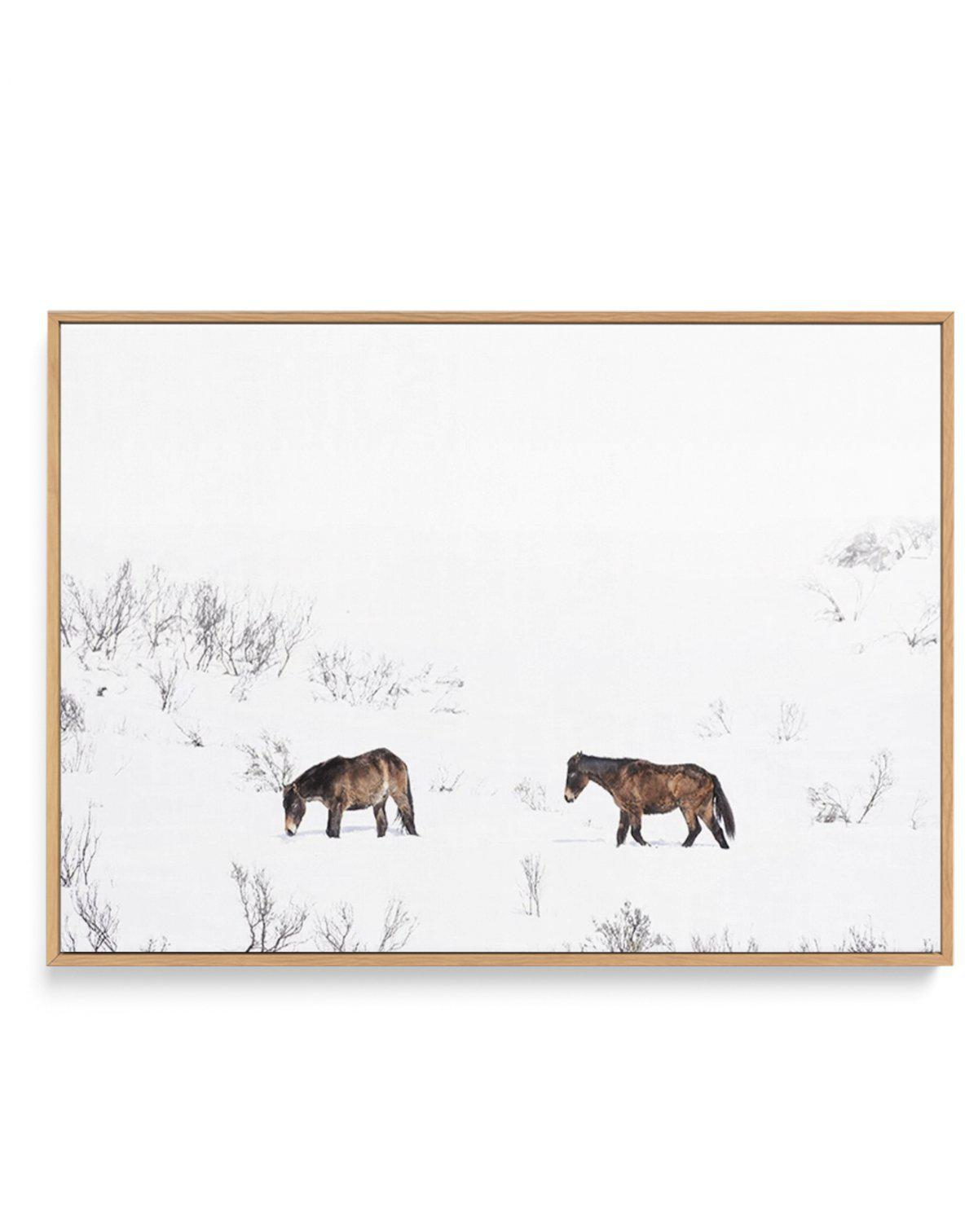 Baby Brumbies | Framed Canvas-CANVAS-You can shop wall art online with Olive et Oriel for everything from abstract art to fun kids wall art. Our beautiful modern art prints and canvas art are available from large canvas prints to wall art paintings and our proudly Australian artwork collection offers only the highest quality framed large wall art and canvas art Australia - You can buy fashion photography prints or Hampton print posters and paintings on canvas from Olive et Oriel and have them de