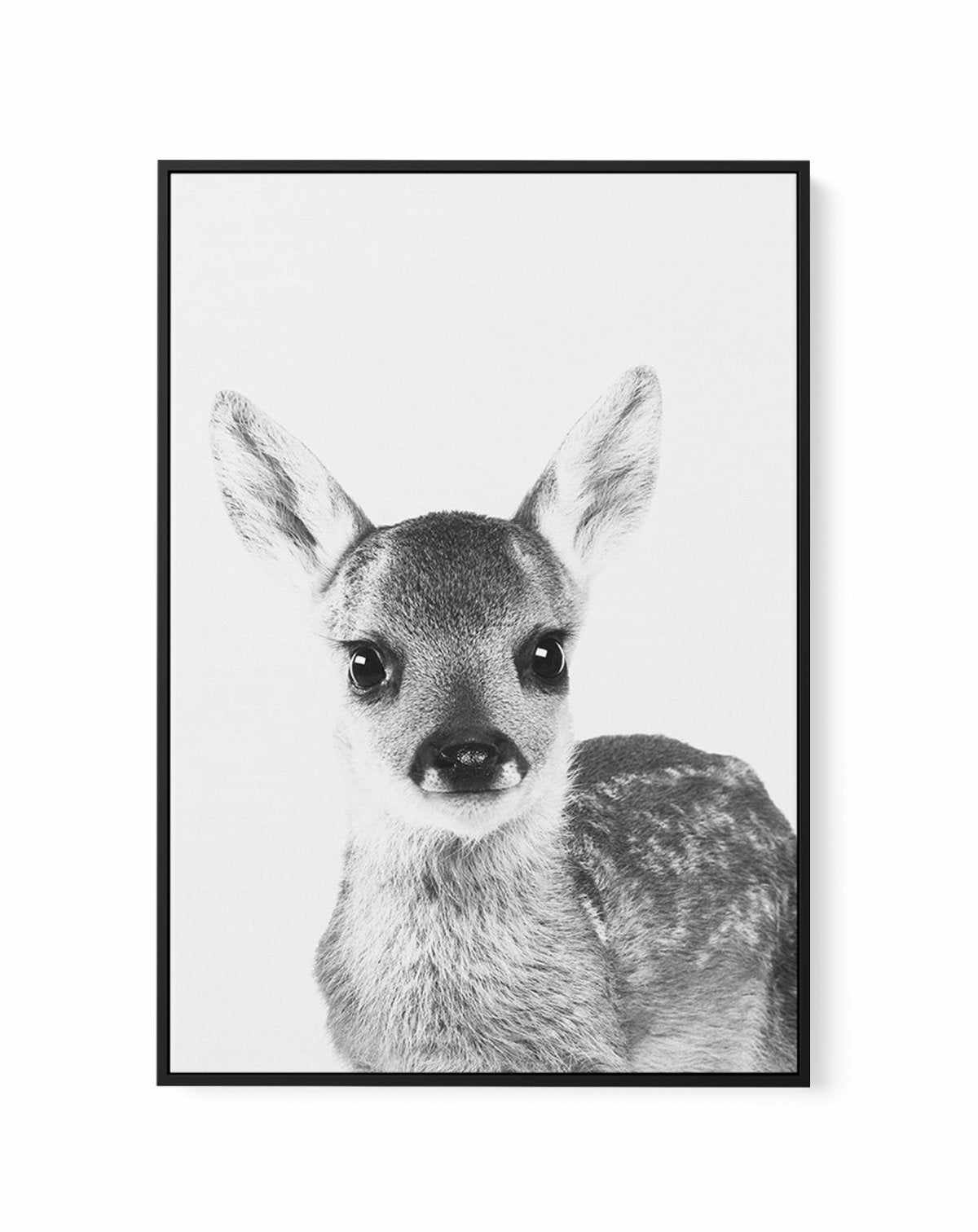 Baby Deer | B&W | Framed Canvas-CANVAS-You can shop wall art online with Olive et Oriel for everything from abstract art to fun kids wall art. Our beautiful modern art prints and canvas art are available from large canvas prints to wall art paintings and our proudly Australian artwork collection offers only the highest quality framed large wall art and canvas art Australia - You can buy fashion photography prints or Hampton print posters and paintings on canvas from Olive et Oriel and have them 