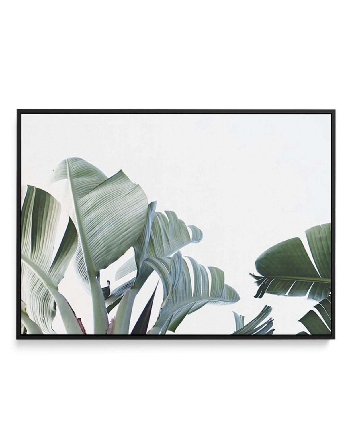 Banana Palm Leaves | Framed Canvas-CANVAS-You can shop wall art online with Olive et Oriel for everything from abstract art to fun kids wall art. Our beautiful modern art prints and canvas art are available from large canvas prints to wall art paintings and our proudly Australian artwork collection offers only the highest quality framed large wall art and canvas art Australia - You can buy fashion photography prints or Hampton print posters and paintings on canvas from Olive et Oriel and have th