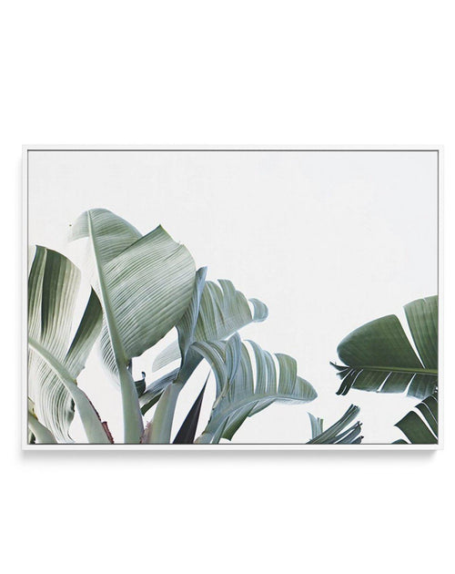 Banana Palm Leaves | Framed Canvas-CANVAS-You can shop wall art online with Olive et Oriel for everything from abstract art to fun kids wall art. Our beautiful modern art prints and canvas art are available from large canvas prints to wall art paintings and our proudly Australian artwork collection offers only the highest quality framed large wall art and canvas art Australia - You can buy fashion photography prints or Hampton print posters and paintings on canvas from Olive et Oriel and have th