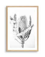 Banksia I B&W Art Print-PRINT-Olive et Oriel-Olive et Oriel-A5 | 5.8" x 8.3" | 14.8 x 21cm-Oak-With White Border-Buy-Australian-Art-Prints-Online-with-Olive-et-Oriel-Your-Artwork-Specialists-Austrailia-Decorate-With-Coastal-Photo-Wall-Art-Prints-From-Our-Beach-House-Artwork-Collection-Fine-Poster-and-Framed-Artwork