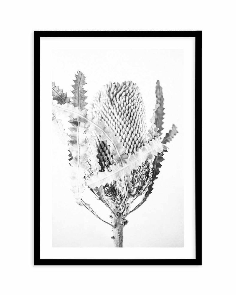 Banksia I B&W Art Print-PRINT-Olive et Oriel-Olive et Oriel-A5 | 5.8" x 8.3" | 14.8 x 21cm-Black-With White Border-Buy-Australian-Art-Prints-Online-with-Olive-et-Oriel-Your-Artwork-Specialists-Austrailia-Decorate-With-Coastal-Photo-Wall-Art-Prints-From-Our-Beach-House-Artwork-Collection-Fine-Poster-and-Framed-Artwork
