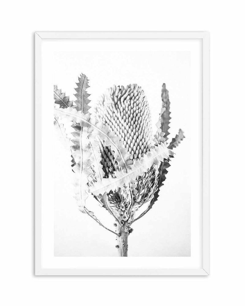 Banksia I B&W Art Print-PRINT-Olive et Oriel-Olive et Oriel-A5 | 5.8" x 8.3" | 14.8 x 21cm-White-With White Border-Buy-Australian-Art-Prints-Online-with-Olive-et-Oriel-Your-Artwork-Specialists-Austrailia-Decorate-With-Coastal-Photo-Wall-Art-Prints-From-Our-Beach-House-Artwork-Collection-Fine-Poster-and-Framed-Artwork