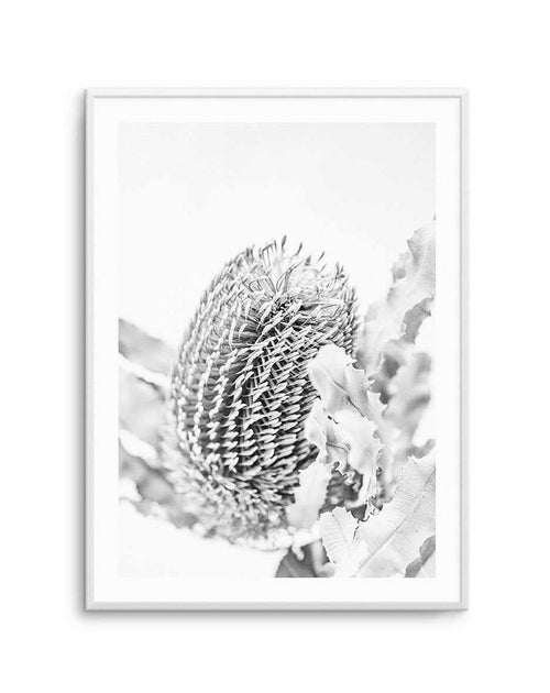 Banksia II B&W Art Print-PRINT-Olive et Oriel-Olive et Oriel-A5 | 5.8" x 8.3" | 14.8 x 21cm-Unframed Art Print-With White Border-Buy-Australian-Art-Prints-Online-with-Olive-et-Oriel-Your-Artwork-Specialists-Austrailia-Decorate-With-Coastal-Photo-Wall-Art-Prints-From-Our-Beach-House-Artwork-Collection-Fine-Poster-and-Framed-Artwork