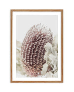 Banksia I Art Print-PRINT-Olive et Oriel-Olive et Oriel-50x70 cm | 19.6" x 27.5"-Walnut-With White Border-Buy-Australian-Art-Prints-Online-with-Olive-et-Oriel-Your-Artwork-Specialists-Austrailia-Decorate-With-Coastal-Photo-Wall-Art-Prints-From-Our-Beach-House-Artwork-Collection-Fine-Poster-and-Framed-Artwork