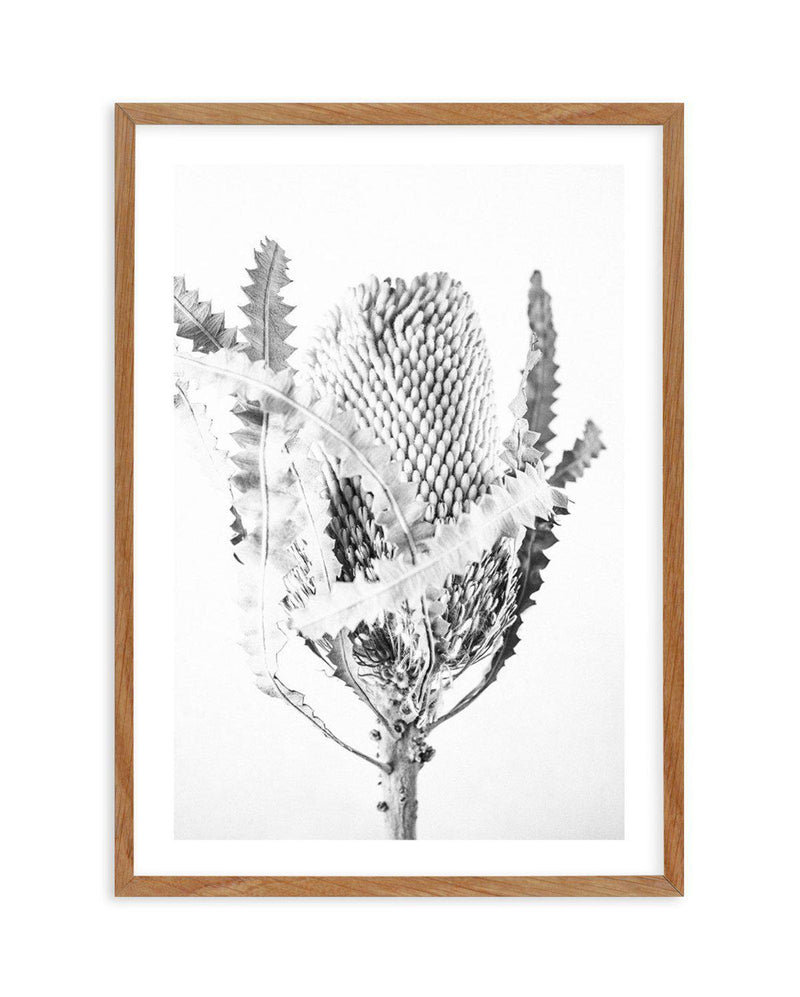 Banksia I B&W Art Print-PRINT-Olive et Oriel-Olive et Oriel-50x70 cm | 19.6" x 27.5"-Walnut-With White Border-Buy-Australian-Art-Prints-Online-with-Olive-et-Oriel-Your-Artwork-Specialists-Austrailia-Decorate-With-Coastal-Photo-Wall-Art-Prints-From-Our-Beach-House-Artwork-Collection-Fine-Poster-and-Framed-Artwork