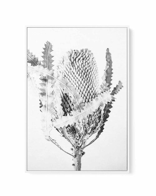 Banksia I B&W | Framed Canvas-CANVAS-You can shop wall art online with Olive et Oriel for everything from abstract art to fun kids wall art. Our beautiful modern art prints and canvas art are available from large canvas prints to wall art paintings and our proudly Australian artwork collection offers only the highest quality framed large wall art and canvas art Australia - You can buy fashion photography prints or Hampton print posters and paintings on canvas from Olive et Oriel and have them de