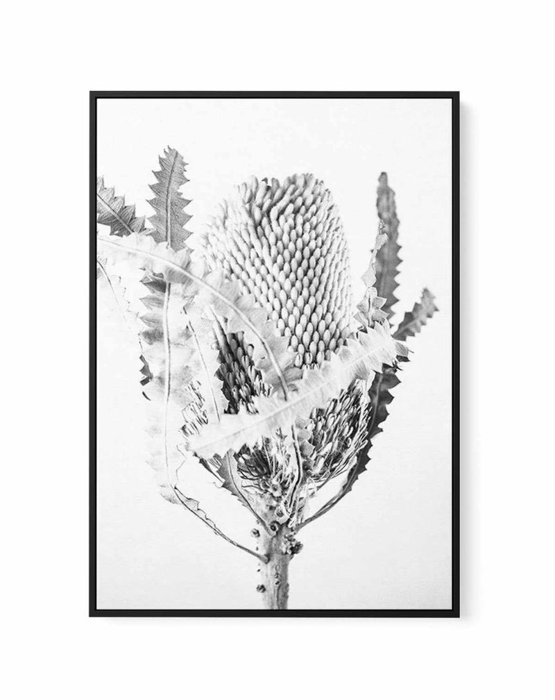 Banksia I B&W | Framed Canvas-CANVAS-You can shop wall art online with Olive et Oriel for everything from abstract art to fun kids wall art. Our beautiful modern art prints and canvas art are available from large canvas prints to wall art paintings and our proudly Australian artwork collection offers only the highest quality framed large wall art and canvas art Australia - You can buy fashion photography prints or Hampton print posters and paintings on canvas from Olive et Oriel and have them de