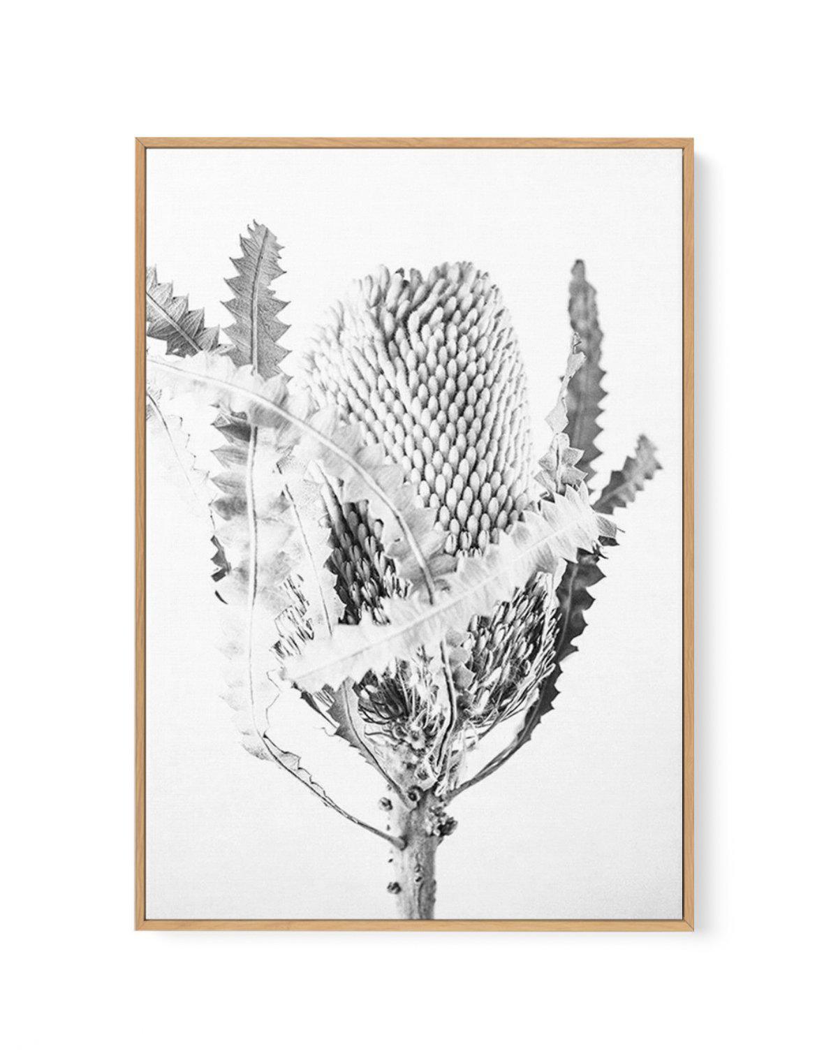 Banksia I B&W | Framed Canvas-CANVAS-You can shop wall art online with Olive et Oriel for everything from abstract art to fun kids wall art. Our beautiful modern art prints and canvas art are available from large canvas prints to wall art paintings and our proudly Australian artwork collection offers only the highest quality framed large wall art and canvas art Australia - You can buy fashion photography prints or Hampton print posters and paintings on canvas from Olive et Oriel and have them de