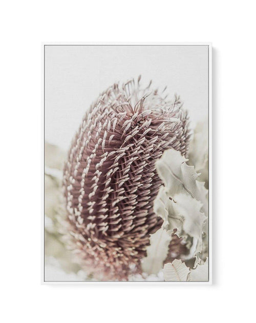 Banksia I | Framed Canvas-CANVAS-You can shop wall art online with Olive et Oriel for everything from abstract art to fun kids wall art. Our beautiful modern art prints and canvas art are available from large canvas prints to wall art paintings and our proudly Australian artwork collection offers only the highest quality framed large wall art and canvas art Australia - You can buy fashion photography prints or Hampton print posters and paintings on canvas from Olive et Oriel and have them delive