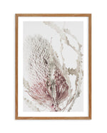 Banksia II Art Print-PRINT-Olive et Oriel-Olive et Oriel-50x70 cm | 19.6" x 27.5"-Walnut-With White Border-Buy-Australian-Art-Prints-Online-with-Olive-et-Oriel-Your-Artwork-Specialists-Austrailia-Decorate-With-Coastal-Photo-Wall-Art-Prints-From-Our-Beach-House-Artwork-Collection-Fine-Poster-and-Framed-Artwork