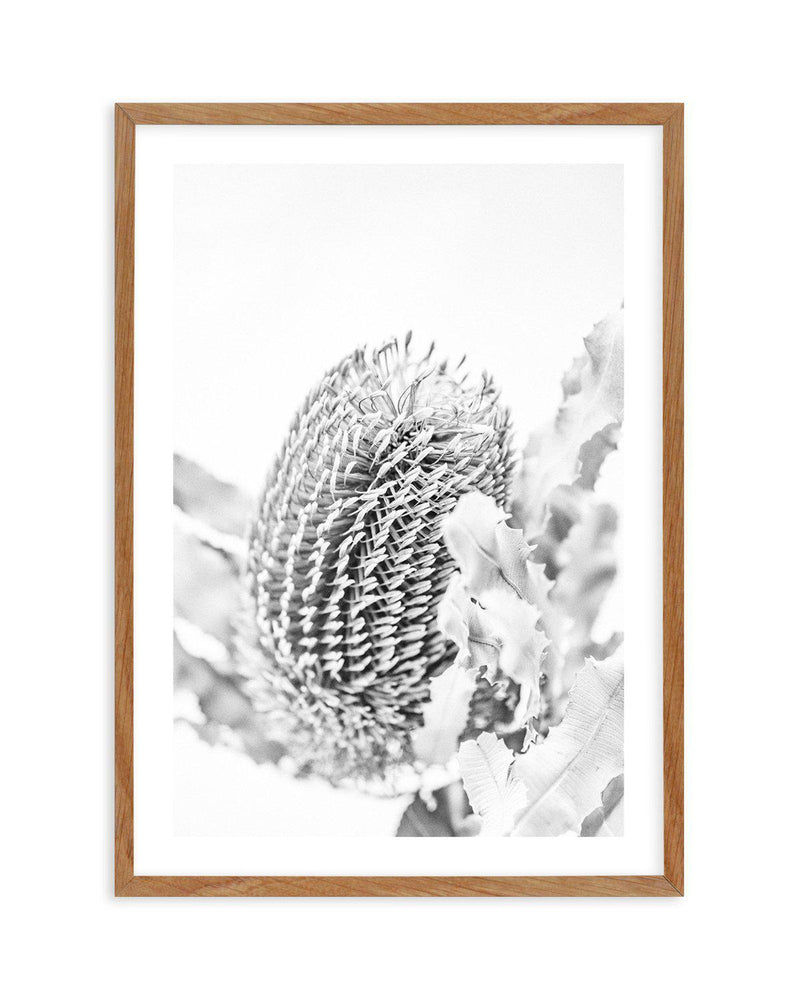 Banksia II B&W Art Print-PRINT-Olive et Oriel-Olive et Oriel-50x70 cm | 19.6" x 27.5"-Walnut-With White Border-Buy-Australian-Art-Prints-Online-with-Olive-et-Oriel-Your-Artwork-Specialists-Austrailia-Decorate-With-Coastal-Photo-Wall-Art-Prints-From-Our-Beach-House-Artwork-Collection-Fine-Poster-and-Framed-Artwork