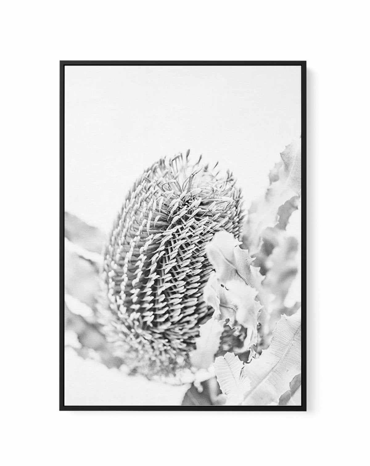 Banksia II B&W | Framed Canvas-CANVAS-You can shop wall art online with Olive et Oriel for everything from abstract art to fun kids wall art. Our beautiful modern art prints and canvas art are available from large canvas prints to wall art paintings and our proudly Australian artwork collection offers only the highest quality framed large wall art and canvas art Australia - You can buy fashion photography prints or Hampton print posters and paintings on canvas from Olive et Oriel and have them d