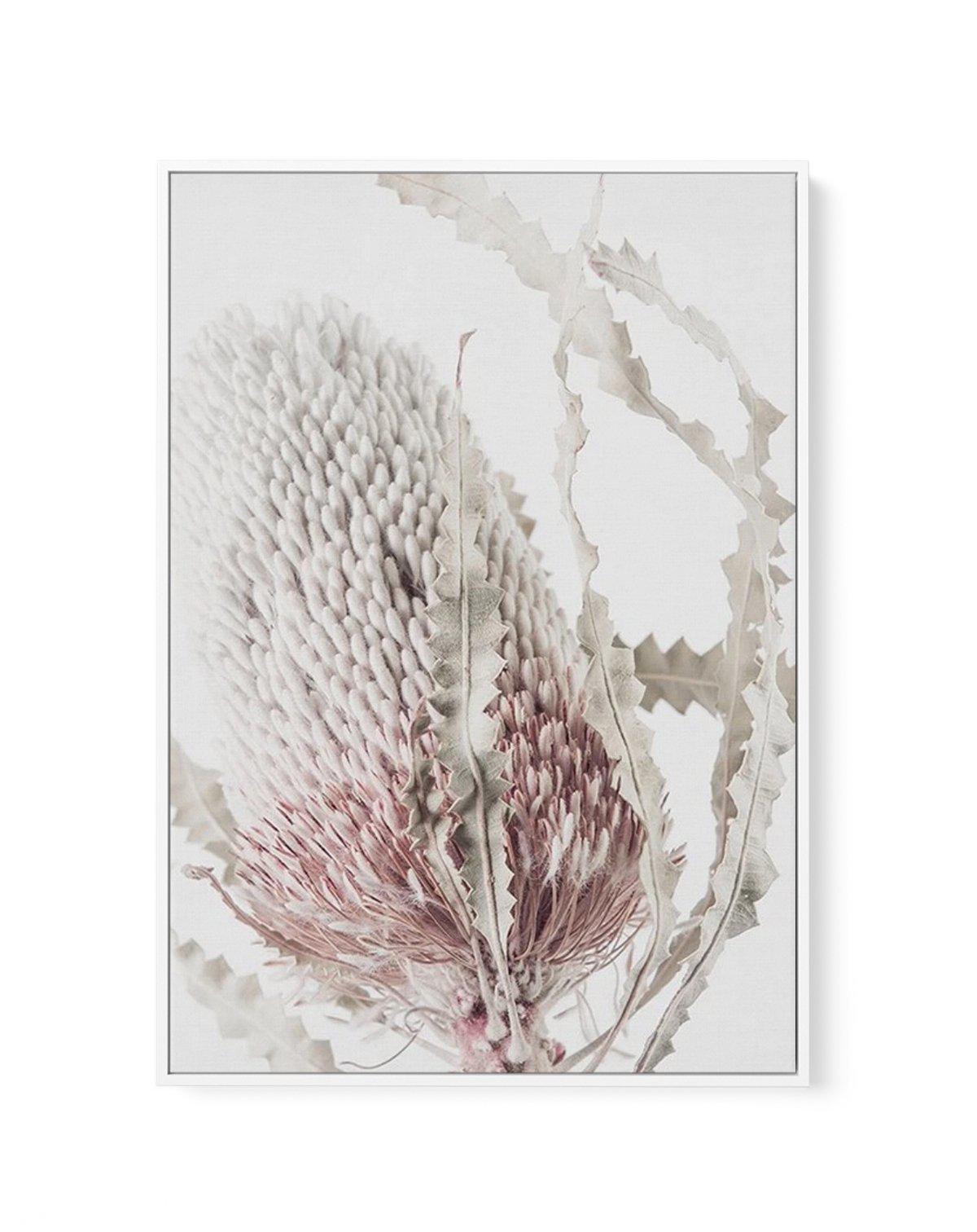 Banksia II | Framed Canvas-CANVAS-You can shop wall art online with Olive et Oriel for everything from abstract art to fun kids wall art. Our beautiful modern art prints and canvas art are available from large canvas prints to wall art paintings and our proudly Australian artwork collection offers only the highest quality framed large wall art and canvas art Australia - You can buy fashion photography prints or Hampton print posters and paintings on canvas from Olive et Oriel and have them deliv