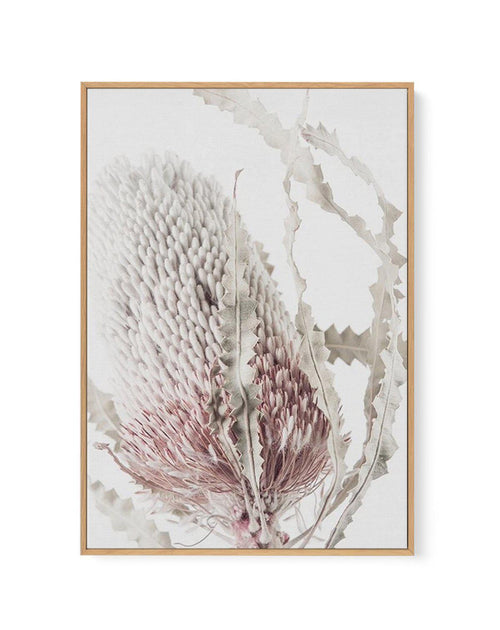 Banksia II | Framed Canvas-CANVAS-You can shop wall art online with Olive et Oriel for everything from abstract art to fun kids wall art. Our beautiful modern art prints and canvas art are available from large canvas prints to wall art paintings and our proudly Australian artwork collection offers only the highest quality framed large wall art and canvas art Australia - You can buy fashion photography prints or Hampton print posters and paintings on canvas from Olive et Oriel and have them deliv