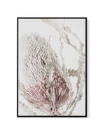 Banksia II | Framed Canvas-CANVAS-You can shop wall art online with Olive et Oriel for everything from abstract art to fun kids wall art. Our beautiful modern art prints and canvas art are available from large canvas prints to wall art paintings and our proudly Australian artwork collection offers only the highest quality framed large wall art and canvas art Australia - You can buy fashion photography prints or Hampton print posters and paintings on canvas from Olive et Oriel and have them deliv