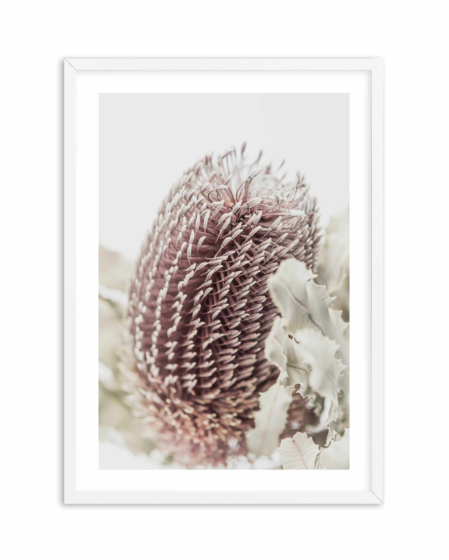 Banksia I Art Print-PRINT-Olive et Oriel-Olive et Oriel-A5 | 5.8" x 8.3" | 14.8 x 21cm-White-With White Border-Buy-Australian-Art-Prints-Online-with-Olive-et-Oriel-Your-Artwork-Specialists-Austrailia-Decorate-With-Coastal-Photo-Wall-Art-Prints-From-Our-Beach-House-Artwork-Collection-Fine-Poster-and-Framed-Artwork