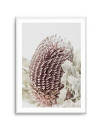 Banksia I Art Print-PRINT-Olive et Oriel-Olive et Oriel-A5 | 5.8" x 8.3" | 14.8 x 21cm-Unframed Art Print-With White Border-Buy-Australian-Art-Prints-Online-with-Olive-et-Oriel-Your-Artwork-Specialists-Austrailia-Decorate-With-Coastal-Photo-Wall-Art-Prints-From-Our-Beach-House-Artwork-Collection-Fine-Poster-and-Framed-Artwork