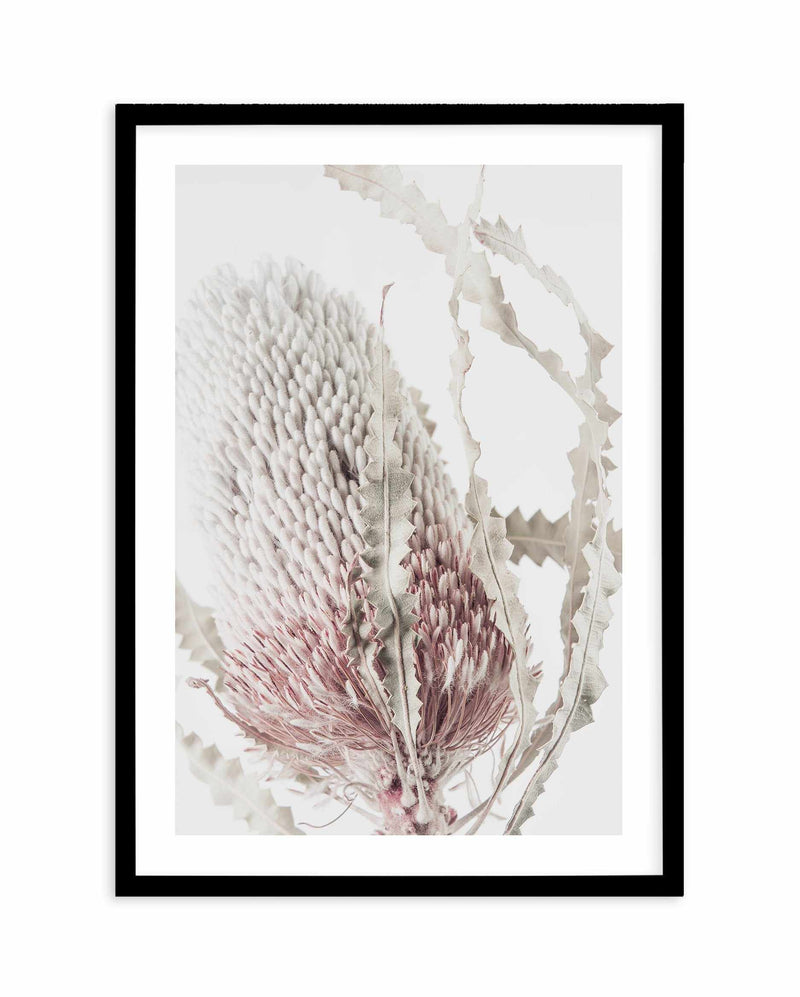 Banksia II Art Print-PRINT-Olive et Oriel-Olive et Oriel-A5 | 5.8" x 8.3" | 14.8 x 21cm-Black-With White Border-Buy-Australian-Art-Prints-Online-with-Olive-et-Oriel-Your-Artwork-Specialists-Austrailia-Decorate-With-Coastal-Photo-Wall-Art-Prints-From-Our-Beach-House-Artwork-Collection-Fine-Poster-and-Framed-Artwork