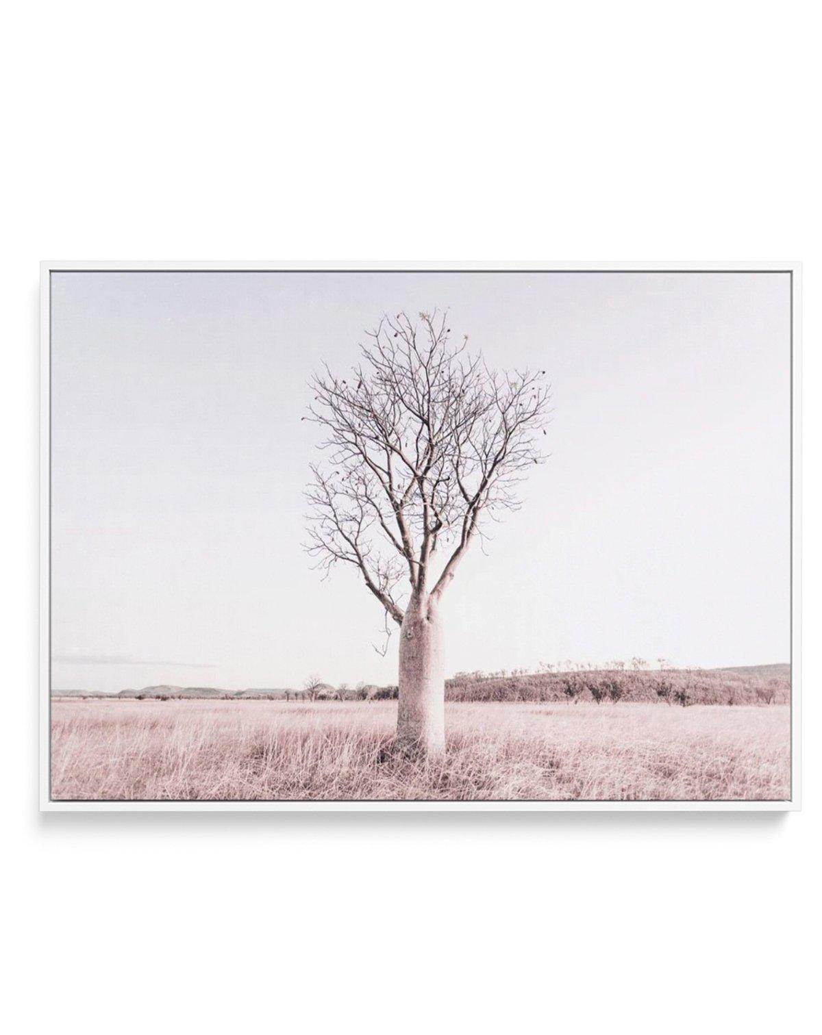 Baobab Tree | Western Australia | Framed Canvas-CANVAS-You can shop wall art online with Olive et Oriel for everything from abstract art to fun kids wall art. Our beautiful modern art prints and canvas art are available from large canvas prints to wall art paintings and our proudly Australian artwork collection offers only the highest quality framed large wall art and canvas art Australia - You can buy fashion photography prints or Hampton print posters and paintings on canvas from Olive et Orie