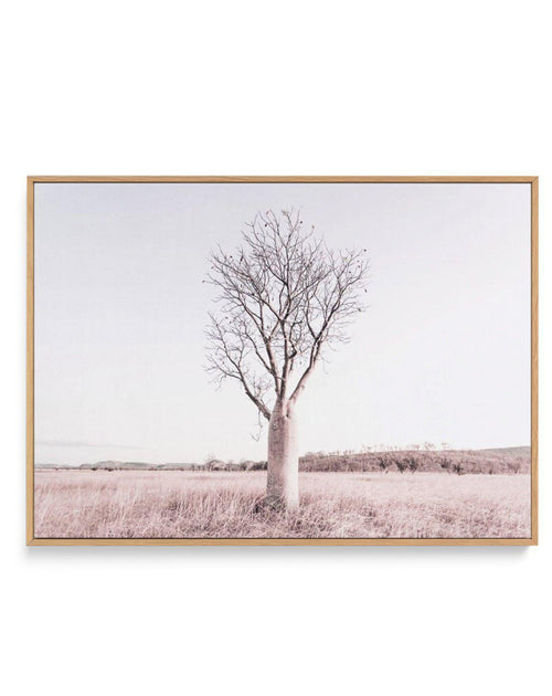 Baobab Tree | Western Australia | Framed Canvas-CANVAS-You can shop wall art online with Olive et Oriel for everything from abstract art to fun kids wall art. Our beautiful modern art prints and canvas art are available from large canvas prints to wall art paintings and our proudly Australian artwork collection offers only the highest quality framed large wall art and canvas art Australia - You can buy fashion photography prints or Hampton print posters and paintings on canvas from Olive et Orie