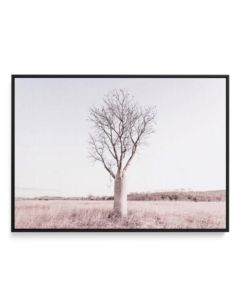 Baobab Tree | Western Australia | Framed Canvas-CANVAS-You can shop wall art online with Olive et Oriel for everything from abstract art to fun kids wall art. Our beautiful modern art prints and canvas art are available from large canvas prints to wall art paintings and our proudly Australian artwork collection offers only the highest quality framed large wall art and canvas art Australia - You can buy fashion photography prints or Hampton print posters and paintings on canvas from Olive et Orie