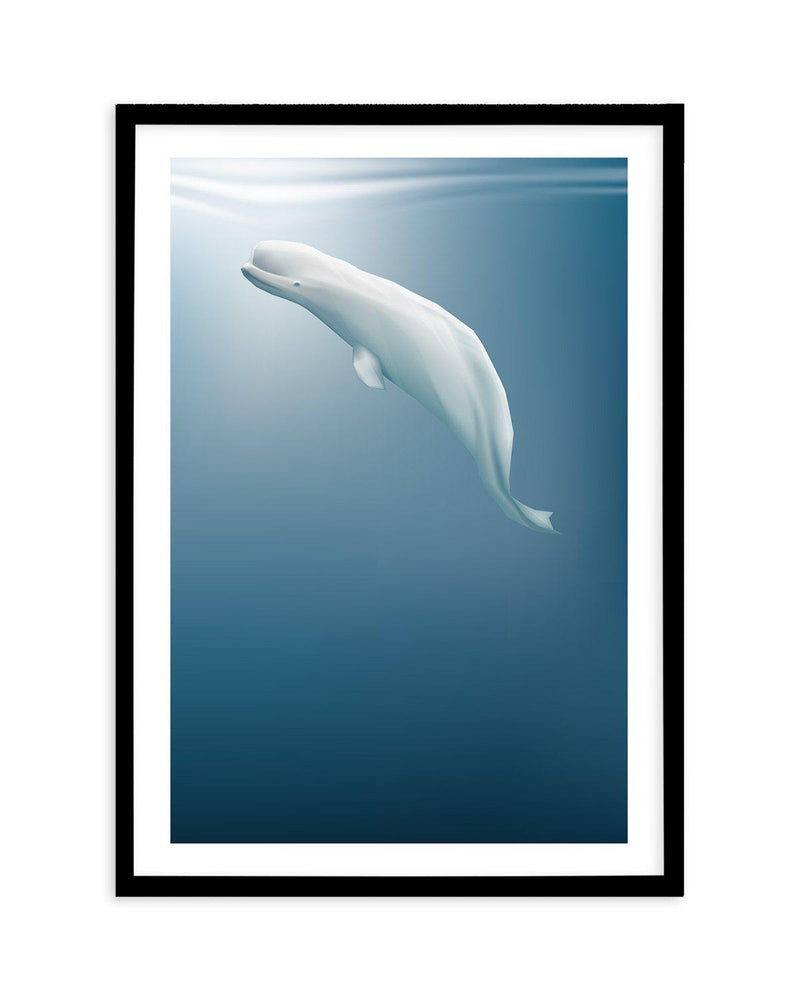 Beluga | Graphic Whales Collection Art Print-PRINT-Olive et Oriel-Olive et Oriel-A5 | 5.8" x 8.3" | 14.8 x 21cm-Black-With White Border-Buy-Australian-Art-Prints-Online-with-Olive-et-Oriel-Your-Artwork-Specialists-Austrailia-Decorate-With-Coastal-Photo-Wall-Art-Prints-From-Our-Beach-House-Artwork-Collection-Fine-Poster-and-Framed-Artwork