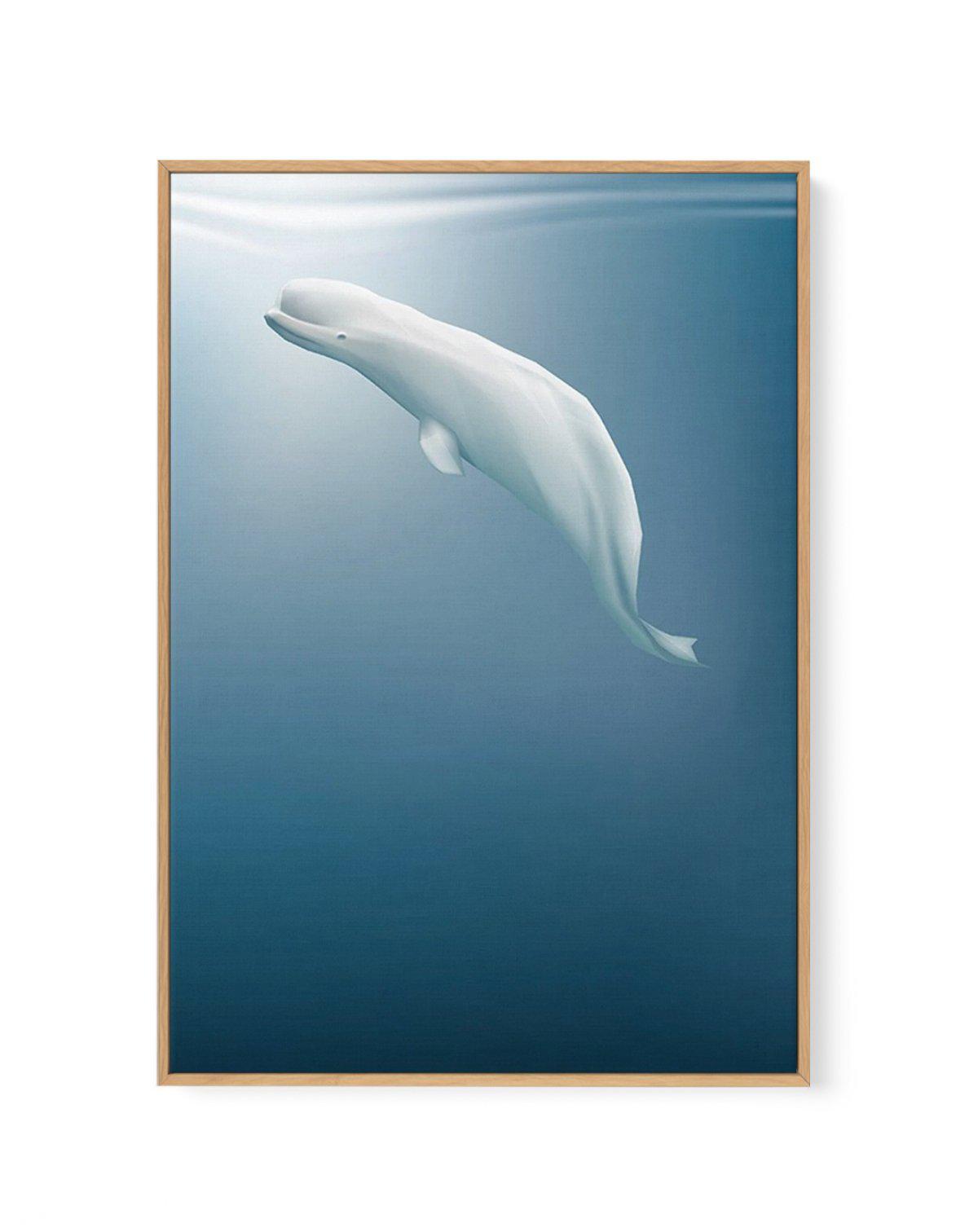 Beluga | Graphic Whales Collection | Framed Canvas-CANVAS-You can shop wall art online with Olive et Oriel for everything from abstract art to fun kids wall art. Our beautiful modern art prints and canvas art are available from large canvas prints to wall art paintings and our proudly Australian artwork collection offers only the highest quality framed large wall art and canvas art Australia - You can buy fashion photography prints or Hampton print posters and paintings on canvas from Olive et O